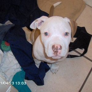 Meet your Posher, Cedric